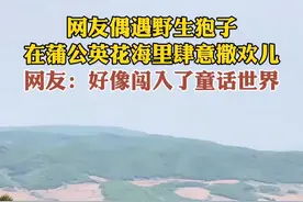 5月21日，吉林延吉。网友偶遇野生狍子，在蒲公英花海里肆意撒欢儿。网友：好像闯入了童话世界。#延吉偶遇野生狍子#吉林人最真严#童话世界 （责编：潘婷 编审：裴晶莹 监审：董杰）视频封面
