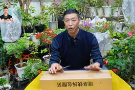 新买的三角梅如何处理，超级详细教程 ##爱生活爱养花 #花卉绿植视频封面