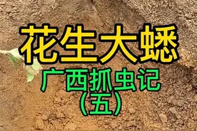 这么大的蟋蟀，你见过吗？#鸣虫文化 #昆虫记 #神奇动物在抖音 #鸣虫视频封面