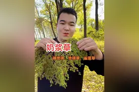 地锦草 这才是地锦草，赶紧认识一下，别采错了。#地锦草 #大自然的馈赠 #草血竭 #植物科普 #奶浆草视频封面