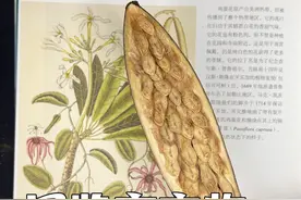 美丽的鸡蛋花和桉树，来看看他们的果实种子#植物科普 #自然奇境科普季 #图鉴变实物 #自然美育 #植物标本视频封面