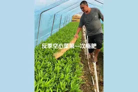 反季空心菜如何施肥#2024新农人计划 #抖音助农视频封面