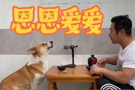 跟狗狗一起合唱一首纤夫的爱 #纤夫的爱另类版 #柯基会唱歌 #狗狗是懂得享受的视频封面