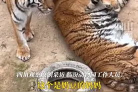 #大鹅击退雄虎却被雌虎秒杀！ 3月19日，临汾动物园回应：野化训练需要时才会投喂，刚开始大鹅都会扑过去。视频封面