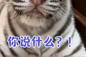 真的不是我干的啊！#白虎 #宫百万