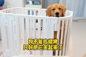 狗不能吃烧烤对吧！ #金毛 #狗狗 #万物可爱计划 #当你有只嘴馋小狗视频封面