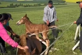 主人救瘫倒在地的大马，小马驹以为妈妈受到伤害，横在主人和妈妈中间保护妈妈。#动物救助 #万物皆有灵性 #小马驹 视频来源：@撒欢牧场视频封面