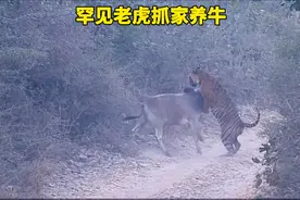 罕见！十五岁高龄老虎众目睽睽之下抓家养牛#神奇动物在抖音视频封面