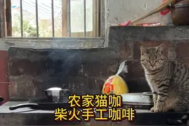 农村猫咖，柴火手工咖啡 试试埃塞俄比亚铁锅炒咖啡#乡村生活家 #咖啡 #做咖啡的过程真的很治愈 #萌宠出道计划 #小猫是平淡生活的解药