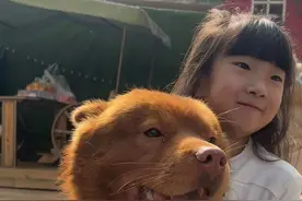 这才是中华田园犬，你们口中的土狗，他们才是最优秀的#四大神兽 #小动物们能有多治愈 #我的乡村生活#中华田园犬