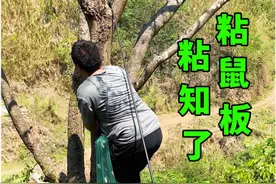 粘鼠板粘知了，一上午250元，我也想去抓知了#抓知了的季节 #真实户外 #春日好食光 #我的乡村生活