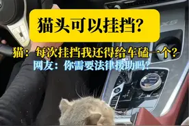 猫头可以挂挡？#萌宠出道计划 #萌宠日常记录 #猫咪 #铲屎官的乐趣视频封面