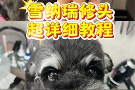 雪纳瑞美容 雪纳瑞修头方法教程#雪纳瑞#雪纳瑞美容#狗狗#狗狗美容师 #萌宠好物视频封面