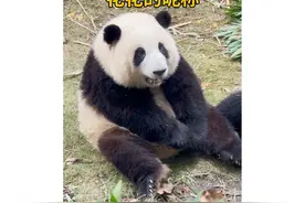 盘点花花的搞笑昵称，你还知道有哪些！#大熊猫和花视频封面