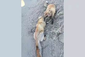 狐狸打架，直接你死我活的节奏#偶遇小狐狸 #野生动物零距离 #动物趣事 #动物的迷惑行为 #意不意外视频封面