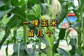 一棵玉米可以留几个玉米，留哪个比较好 #三农 #农业种植视频封面