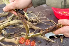 在葛藤里寄生着一种高蛋白的葛包虫，剥些用油一炸贼香、真脆！