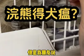 浣熊得犬瘟？异宠地下室面临团灭？