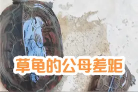 成年草龟的公母体型差距还是蛮大的#养龟日常 #草龟