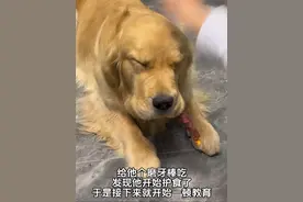 狗狗护食怎么办？用30秒来解决，让他眼神回归往日的清澈#小鸡毛 #萌宠日常记录 #萌宠出道计划 #金毛 #狗狗的心思都写在脸上了
