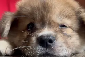 没电了，要充电 #我的狗子 #养狗的乐趣 #你养狗了没有 #不养狗不知道养狗的乐趣 #萌宠