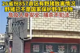 26省份857县区有野猪致害情况，野猪已不是国家保护野生动物，危及人身安全，捕杀不犯法。