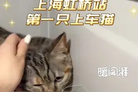 宠物也能坐高铁？上海“第一喵”今日从虹桥出发 4月10日，京沪高铁部分车次试点“隔离运输、人宠分开、专人看护”的高铁宠物托运服务首日。澎湃新闻记者带宠物猫体验高铁宠物托运，目前已完成换箱，等待列车开启。视频封面