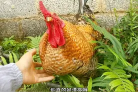 大公鸡很享受我摸它，还喜欢听我夸它帅！视频封面