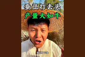 蚕豆打去头，产量大如牛，蚕豆种植技巧#蚕豆种植 #蚕豆打顶 #新农人计划2024 #分享农业知识帮农民增产增收 #农业种植视频封面