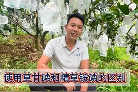 #芒果 #三农 #农业 #草甘膦 #精草铵膦铵盐 草甘磷和精草铵磷的使用区别