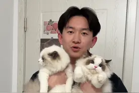 海双布偶跟蓝双布偶的区别，其实最明显的就是看耳朵，海双是发黑色，蓝双是发灰色，其次看脸，但是都不如看耳朵分辨的简单。#海双布偶和蓝双布偶的区别 #海双布偶和蓝双布偶哪个好看 #海双布偶 #蓝双布偶 #布偶猫多少钱一只