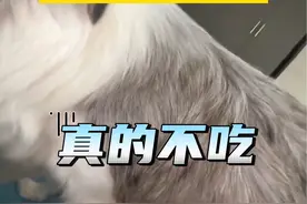 #狗妈妈不管自己孩子却试图给主人喂奶，主人：我不吃，真的不吃 #边牧 #狗狗成精了 #萌宠视频封面