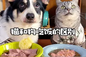 猫和狗吃饭的区别#干饭狗的日常 #干饭最积极的小猫 #萌宠 #猫狗双全