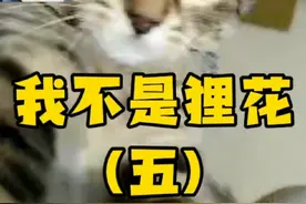 猫咪鉴定之——我不是狸花猫（五） 狸花猫都来集合，我给你看看#狸花猫 #萌宠出道计划 #养猫人 #抖音萌宠 @抖音短视频