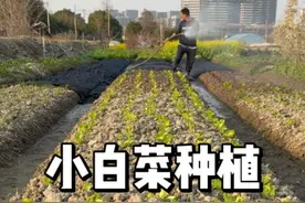 小白菜种植时间和方法 #种植 #种菜 #三农 #农业种植视频封面