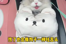 猫狗一起养之后才知道的事！ #猫狗双全 #阿拉斯加 #布偶猫 #萌宠日常记录