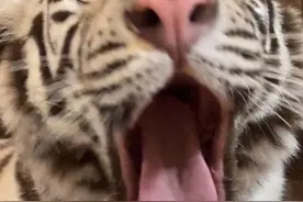 🦓：偷袭没成功，那就装傻卖个萌 #宫百万 #白虎