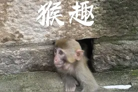 你们什么时候能成为国漫的主角呢 #花果山 #齐天大圣 #连云港旅游攻略 #猴子 #连云港周末游玩地推荐