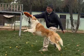 还在羡慕别人家的狗会玩飞盘？慢慢教你也能拥有。#边牧 #如何教狗狗玩飞盘 #狗狗飞盘