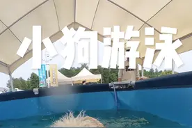 小狗游泳是全身肌肉群都能得到锻炼的，也可以增强心肺功能。特别是有髌骨和关节问题的狗狗，游泳实在是太友好了。夏天太热根本没法遛狗，那就多带小狗游泳玩水吧~虽然费妈但是小狗开心呀#狗狗的日常 #抖in萌宠计划 #狗狗游泳