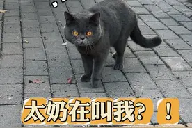 喵语给小猫一点震撼！他直接懵了！ #猫语十级 #流浪猫 #召唤猫术视频封面