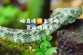中国独有的三种珍惜蛇类：蛇岛腹，莽山烙铁头，五步蛇#上热门