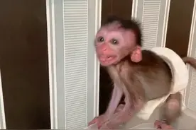 疯狂吐舌头的小猴子，太好动了#马喽 #膏药猴 #小猴子