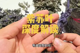 紫苏叶 深度解读 教你一些你能用到的知识 #紫苏叶 #紫苏#中药视频封面