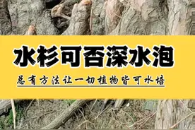 水杉能不能永久水泡深水养，水杉红树鱼缸掩埋养护 万物皆可水培但不要水泡，这是水杉等各类杉树因水淹没基部而胁迫向上生长的呼吸根，我曾说过地球上还没有进化出可以永久整株泡水的木本植物，为此很多人用杉树来反驳，今天水培先生带你来看看太湖边的杉树。永久水培的前提是仅根系入水，木本植物主杆以上无法长期泡水，我所有水培科普均为水面固定。杉树类的确有一定的泡水适应能力，但并非永久，它能随着四季水位的高低变化用呼吸根来调节适应，呼吸根高度可达0.5米以上，水位淹没基部时可以利用水中或远端未被淹没的陆地冒出呼吸根来适应环境变化。所以它不算永久水泡，是你们忽略了四季水位深度的变化及远端未被淹没的呼吸根影响。如果你想在鱼缸水培水杉及各类木本植物，就按照我发的水培教程水面固定或培养出靠近水面的根系。水杉在鱼缸怎么养，水杉杉树红树水培养护教程知识方法。#水培植物 #水培先生 #植物科普 #鱼缸里的大自然 #水培