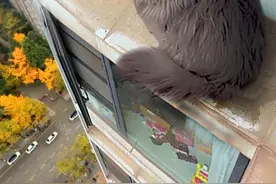 黑毛狮王， 20斤蓝猫被困20楼！接到粉丝求助，他一只“20斤”的长毛蓝猫应激了，直接跑到了20楼窗台外延，和猫住立刻出动！#猫咪消防员 #猫咪救援 #和猫住 #能看到猫就能救 #守护猫猫的365天 @宇文化缘 @抖音短视频 @DOU+小助手视频封面