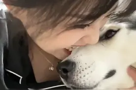 #哈士奇的迷惑行为大赏 98K今天很乖 吃面包还知道给我留一个#傻狗的日常视频封面