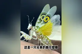 即将过年，给小螳螂做个“体检” #螳螂 #观察昆虫视频封面