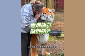 老虎能不能被养熟呢？ #老虎 #猛兽 #大猫 #科普 4
