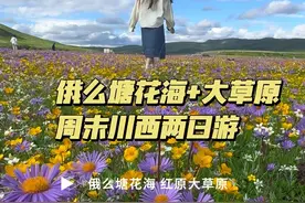 川西周末两日游攻略来啦！全程高速 看花海草原 还能偶遇土拨鼠 最近盛花期真的好美！#俄么塘花海   #川西美景 #川西旅游攻略 #治愈系风景